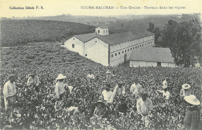 workers in a vineyard with buildings behind them. 